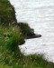 Irsko, zkamenělina na utesech Cliffs of Moher.jpg
